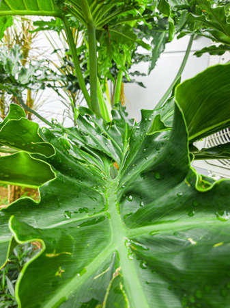 Plants whose leaves are green with large and thick leaf sizes there are raindrops on the leaves, this indicates it rained last night.の写真素材
