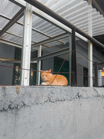 An orange pet cat, which is placed in a cage, and it looks like the cat is not happy to be cared for by being confined in a cageの写真素材