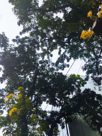 A tree with dense green leaves and can cover the clouds so that only a few clouds are visible when viewed from under the treeの写真素材