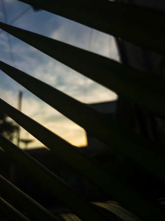 Sunset blocked by hair comb-shaped leavesの写真素材
