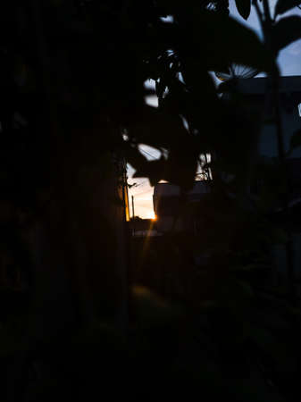 Watching the sunset from behind the leavesの写真素材
