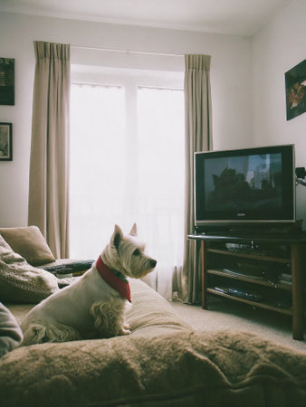 Cozy living room with dog relaxing on sofa watching tv.の素材