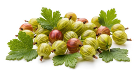 Fresh green and red gooseberries with leaves on white background.の素材