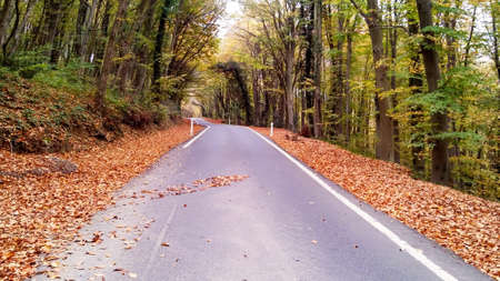 long forest road