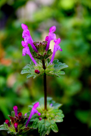 purple flower