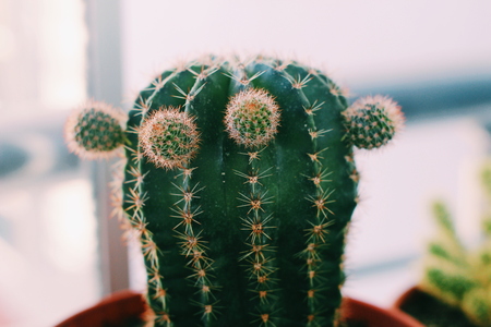 bud cactusの写真素材