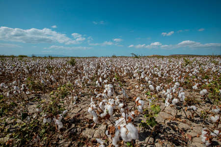 Blue, cloudy sky and cotton field ready for harvestの写真素材