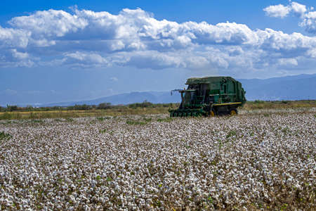 The machine that picks cotton in the cotton field.のeditorial素材
