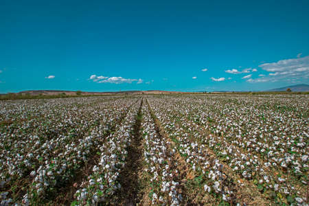 Blue, cloudy sky and cotton field ready for harvestの写真素材