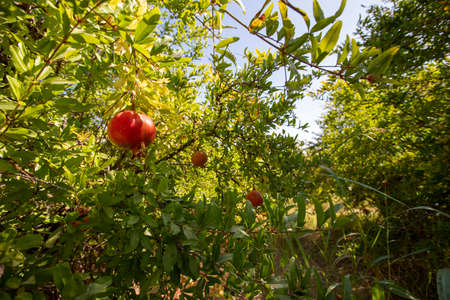 Fresh pomegranates ripening in a pomegranate garden in Izmir / Menemen plain.の写真素材