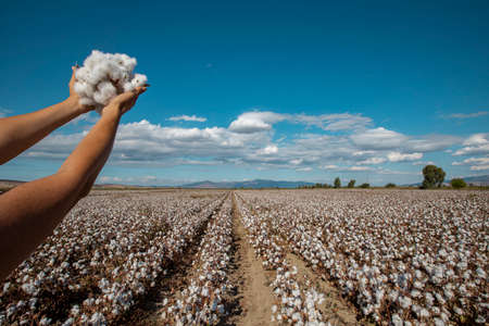 Cloudy blue sky, hand-held white cottons and cotton fieldの写真素材