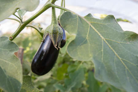 Eggplants in the greenhouseの写真素材