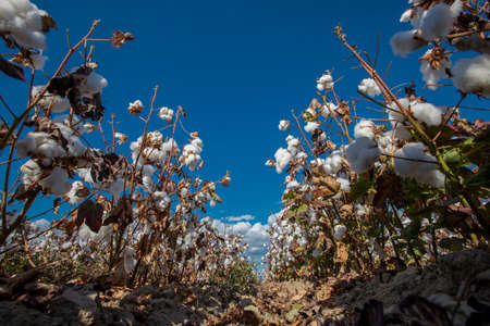 Cotton field in cloudy blue sky.の写真素材