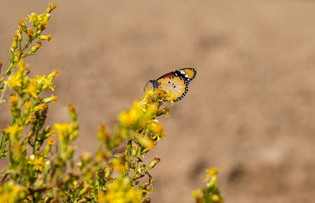 Sultan butterfly on the plant / Danaus chrysippus