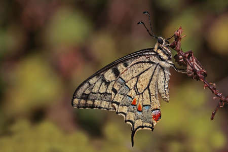 Swallowtail butterfly / Papilio machaon