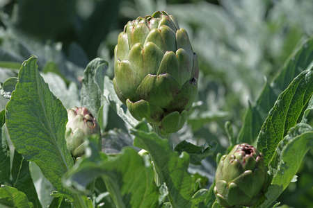 fresh artichokes in the fieldの写真素材