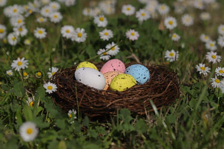 Colorful easter eggs in bird nest, among daisies