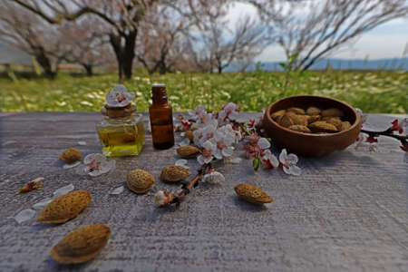 almond trees, almond flowers on wooden table, almonds and natural almond oil in the bottleの写真素材