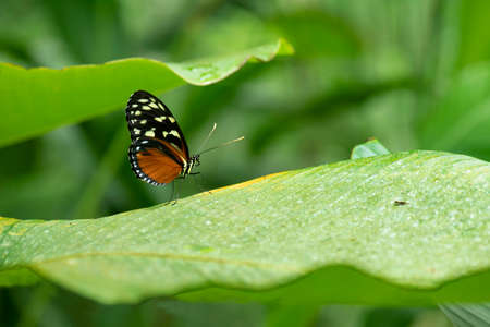 heliconius hecale butterfly