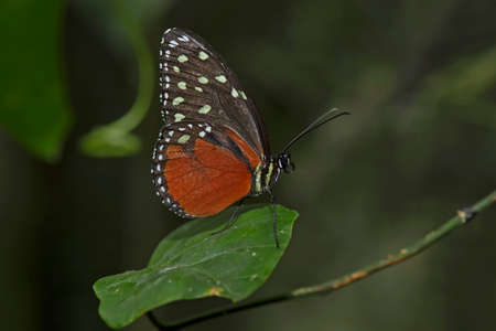 heliconius hecale butterfly