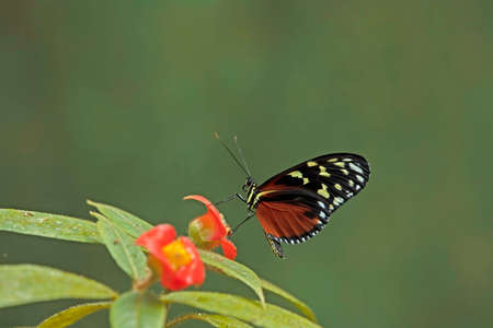 heliconius hecale butterfly