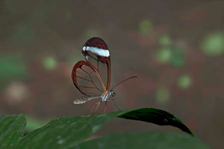 leaf on glasswing butterflyの写真素材