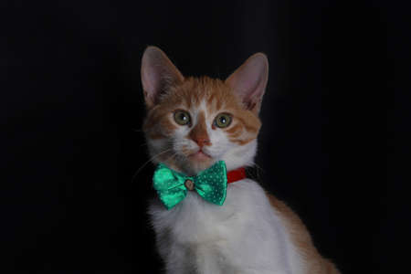 Cute kitten in a blue bow tie
