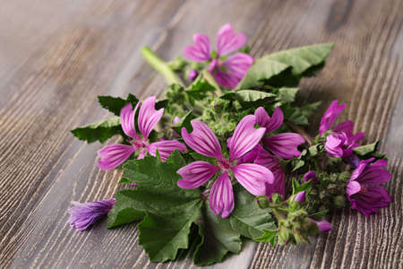 Hibiscus plant and blossom; Malva sylvestris