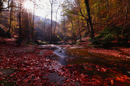 water flew waterfallの写真素材