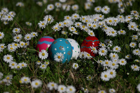Colorful easter eggs among daisiesの写真素材