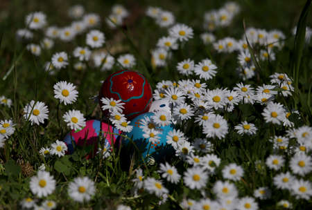 Colorful easter eggs among daisiesの写真素材