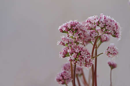 cat grass; Valeriana officinalisの写真素材