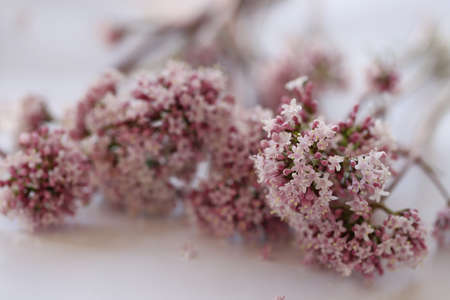 cat grass; Valeriana officinalisの写真素材