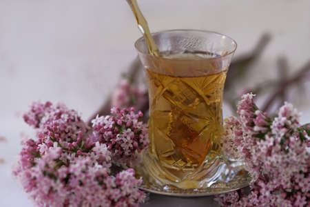 cat grass tea; Valeriana officinalis teaの写真素材