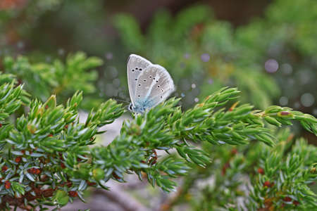 Multi-eyed IFigenian butterfly / Polyommatus iphigeniaの写真素材