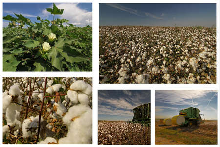cotton field and cotton photo collageの写真素材