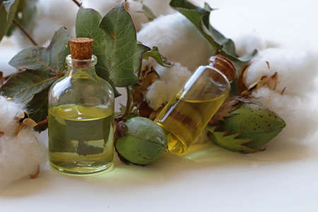 Cottons on a white background, cotton boll and cottonseed oil in a bottle.の写真素材