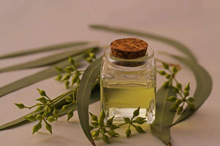 Eucalyptus leaves and seeds, eucalyptus oil in bottle, on white background.