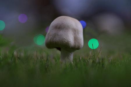 White grass fungus (Agaricus Campestris)