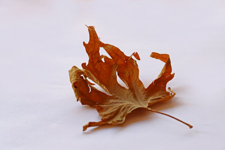 Dry sycamore leaf on a white background