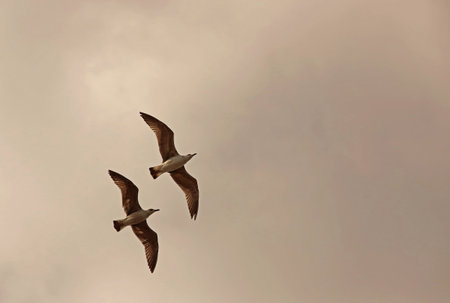Gull birds hovering in the sky