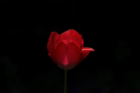 Colorful tulips photos from Istanbul / Emirgan parkの写真素材