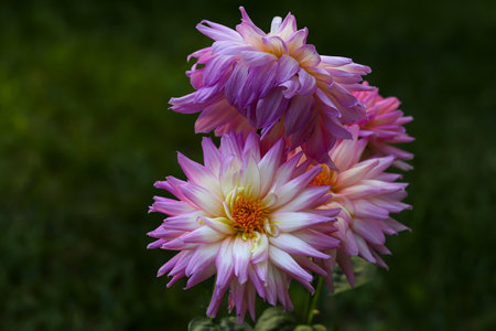 Dahlia flower / Dahlia pinnata / Pinnate Dahlia