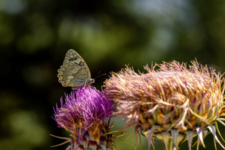 Anatolian Angel butterfly / Melanargia larissaの写真素材