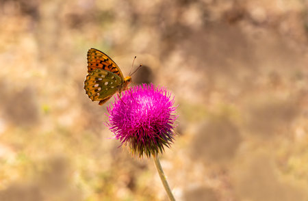 Beautiful Pearl butterfly / Argynnis aglajaの写真素材