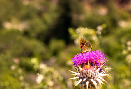 BahadÄ±r butterfly / Argynnis pandoraの写真素材