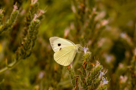 Great White angel butterfly / Pieris brassicaeの写真素材