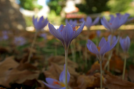 Crocus flower blooming in winter (Crocus)