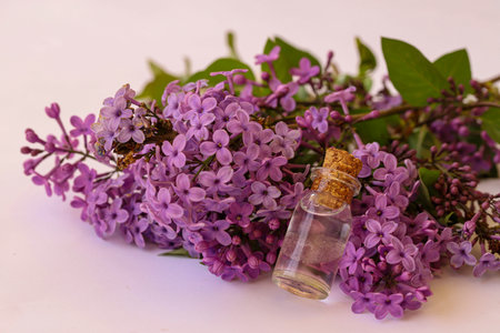 Lilac flower in bottle, perfume; Syringa Vulgarisの写真素材