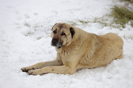Turkey / Sivas Kangal Sheepdogの写真素材